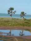 Palms on Gulf