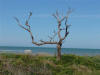 Tree & Boat 