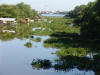 Mangrove Jam