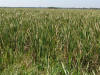 Swamp Grass