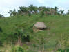 Grass Hut 