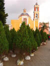 Cathedral & Christmas Trees 