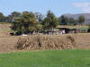 Corn Stalks