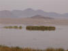 Lagoon Reeds