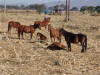 Horses in Corn