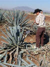 Cutting Agave