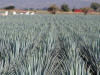 Agave Azul