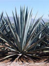 Agave Azul too