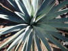 Agave Azul