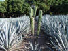 Cactus & Agave