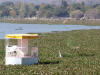 Chapala Stork