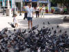 Pigeons