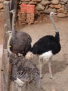 Ostrich