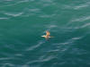 Gull on green 