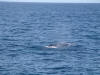 Gray Whale