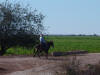 Vaquero on Mule