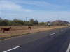 Median Ponies