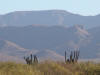 Cacti & Mountains 