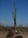 Cat & Cacti 