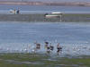 Birds & Boats