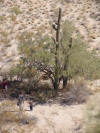 Saguaro & Tree