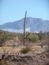 Saguaro