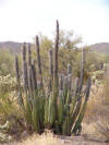 Furry Cactus