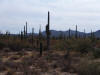 Saguaro Forest