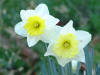 Daffodils