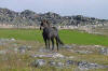 Greenlandic Pony