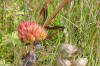 Greenlandic Flora 