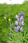 Arctic Lupine 