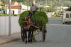 Old Mule Cart 