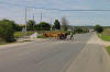 Cattle Crossing