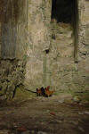 Hens in the Monastery