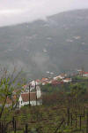 Hillside Vines 