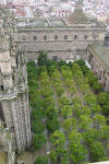 Orange Tree Courtyard