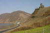 Castle and Vines 