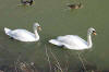 Ducks n Swans in a Row 