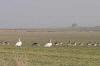 Geese and Swans 