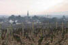 Vines of Meursault