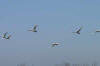 Swans in Flight 