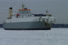 Baltic Eider in Ice 