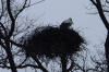 Storks Nest 