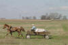 Lithuanian Trotter 