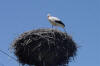 Stork on High