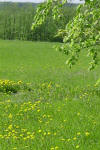 Spring Dandelions